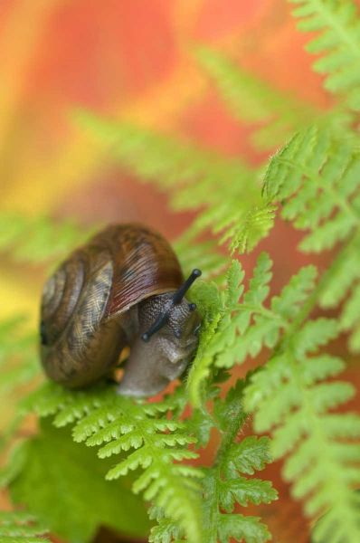 USA, New York, Adirondacks, Snail on Fern in Fall